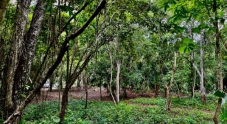 Land for sale only yards from the Bacalar lagoon